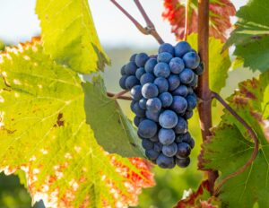 Fixation des prix en viticulture et création d'une organisation professionnelle